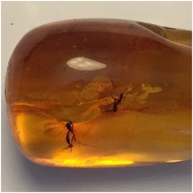 Amber with an inclusion 3