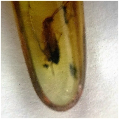 Amber inclusion in the special box 3