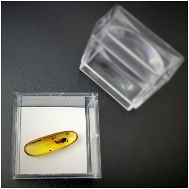 Amber inclusion in the special box