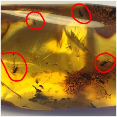 Amber inclusion 5