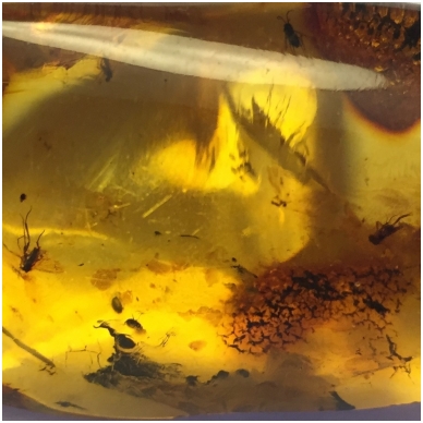 Amber inclusion 3