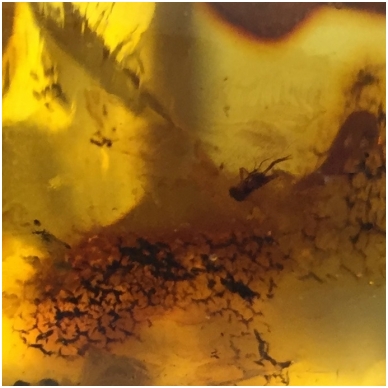 Amber inclusion 4