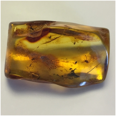 Amber inclusion