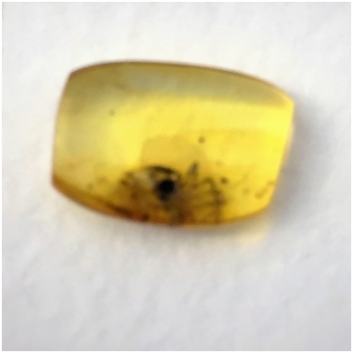 Amber inclusion in the special box 2