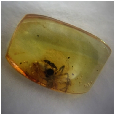 Amber inclusion in the special box 3